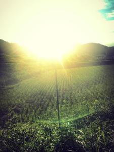 field with sun